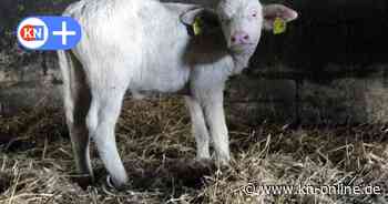 Kalb mit Albinismus aus Sprenge bei Hamburg: Weißer Wasserbüffel auf Hof Peemöller