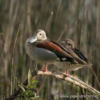 Workshop Veldfotografie in de Nieuwe Dordtse Biesbosch