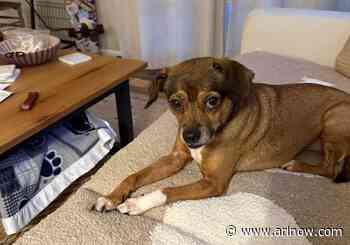 Adoptable Pet of the Week: Bodhi