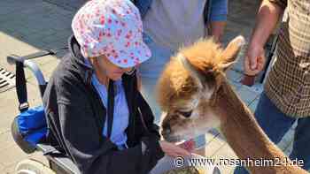 Kuscheln mit Alpakas: Herzenswunsch-Ausflug für schwerkranke Rosenheimerin (66) wird Wirklichkeit
