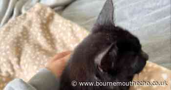 Cat shot with air rifle left with life-changing injuries after 'horrific' attack