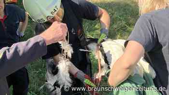 Lebensgefahr: Rettungsaktion für Storch in Braunschweig