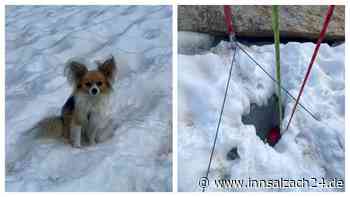 Held mit Herz: Chihuahua zeigt Rettern den Weg – und bewahrt sein Herrchen vor dem Tod