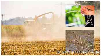 Wassermangel im Süden Bayerns: Diese Regionen sind betroffen