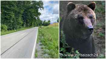 Treibt sich ein Bär bei Prutting rum? Nächtliche Begegnung sorgt für Aufsehen – das steckt dahinter