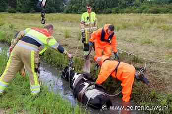 Brandweer redt koe in nood uit de sloot