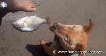 Fish Report: Bluefin explode over Fourth of July Weekend