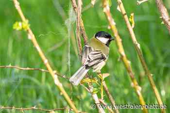 Naturserie, Folge 80: Wenn der Mensch eine Meise hat