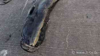 Angler zogen Fisch an Land: Polizei: Haben Wels nicht erschossen - Tier war nur benommen