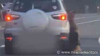 Huis Belgische man in brand gestoken nadat zijn hond wrede dood sterft