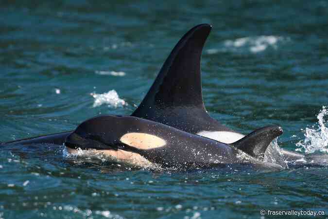 Scientists map recovery for endangered orcas off British Columbia’s coast