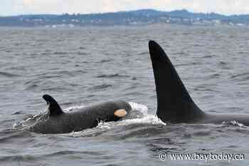 Scientists map recovery for endangered orcas off British Columbia's coast
