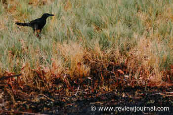 This is how Clark County Wetlands Park will recover from recent fires