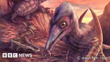 200 million year-old flying reptile species found