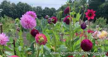 Wimborne Gardening Club to host annual late summer show in Dorset