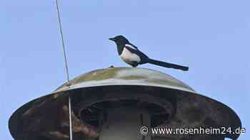 Für mehr Sicherheit: Gemeinderat Bernau beschließt Sirenen-Ausbau – dort sind sie geplant
