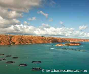 Growth potential for Cone Bay barra