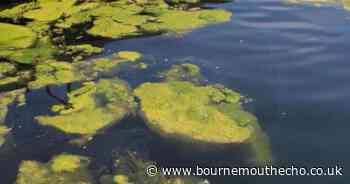 Dog owners warned as blue-green algae blooms spotted across the UK
