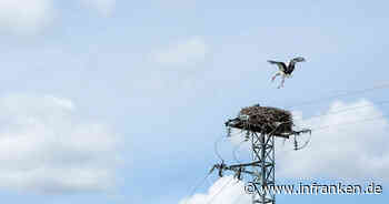 Goldkronach: Storchennest auf Stromleitung sorgt für Stromausfall