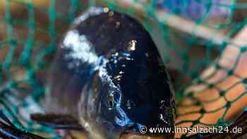 Tiere aus Teich bei Gars am Inn gestohlen: Wer ist der Fisch-Dieb?