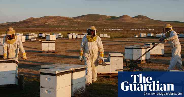 ‘Could become a death spiral’: scientists discover what’s driving record die-offs of US honeybees