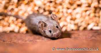 Keep mice away with 'cheap and easy' solution using one baking ingredient