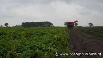 Eerste vroege Belgische aardappelnotering 10 euro