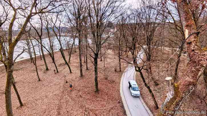 Im Bamberger Hain werden derzeit alte Eichen auf ihre Standsicherheit geprüft
