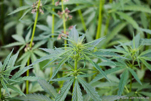 Wie sich Cannabisanbau mit wenig Raum trotzdem effizient planen lässt