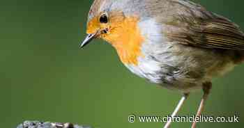 Gardeners asked to leave cheese out for robins and blackbirds in urgent plea