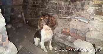 Thousands of pounds of illegal tobacco found hidden behind secret wall in Newcastle shop