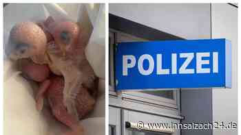 Trauriger Vogel-Fund in Rosenheim: Wie die Tiere versorgt wurden – welche Spur die Polizei verfolgt