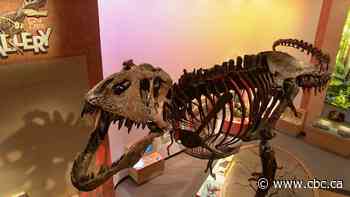 Sask. researchers discover how T. Rex might have healed from injuries