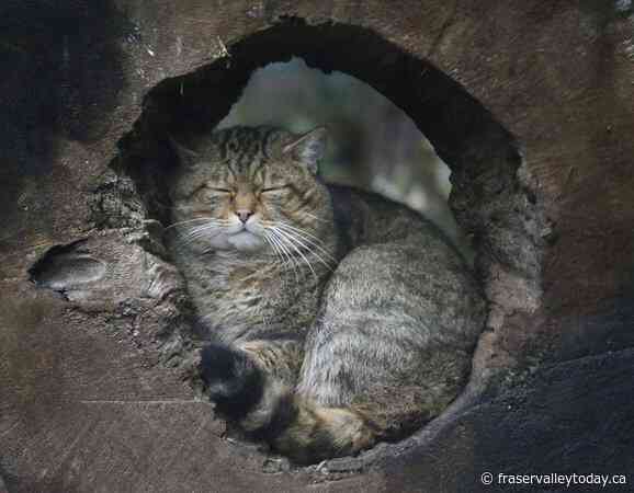 B.C. seeks to claw back future ownership and breeding of exotic cats