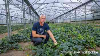 Onderzoek naar meloenen bij pcfruit smaakt naar meer: “De Limburgse bodem geeft ze net dat tikkeltje meer”
