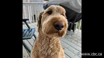 Sask. couple seeks help finding dog scared away by fireworks on Canada Day weekend