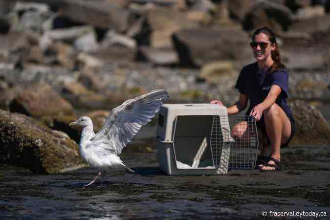 Gull pierced by a barbecue skewer is released in B.C. after wildlife centre’s care