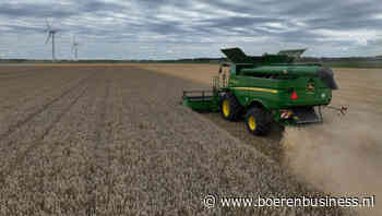 Droog tarwe oogsten is een hele uitdaging