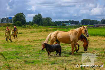 Brandweer redt pony uit moddersloot