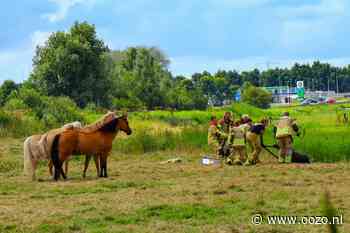 Brandweer redt pony uit het water in Landsmeer