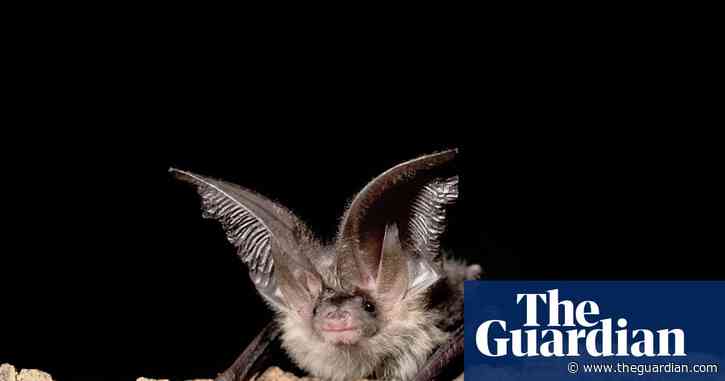 Country diary: Some bats need a little help to get through the night | Kate Blincoe