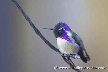 Costa&#x27;s hummingbirds are widespread along the coast, chaparral flowers still remain