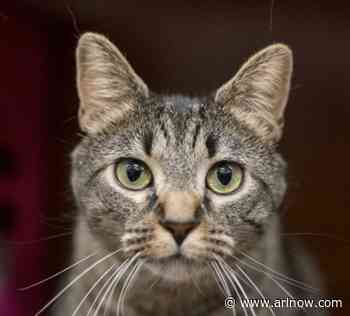 Adoptable Pet of the Week: Belle