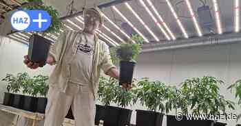 CSC Hannover: Erste legale Ernte kommt – aber das Clubhaus fehlt. Warum die Pläne vorerst geplatzt sind und was nun passiert.