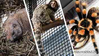 Kleurrijke en exotische gasten in Natuurhulpcentrum: “Deze soort zien we niet elke dag“