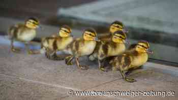 Braunschweiger Feuerwehr rettet Entenküken aus Schacht