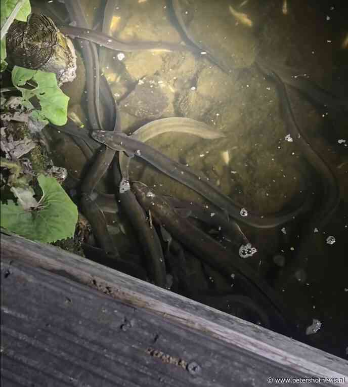 Massale vissterfte in de Ringvaart: 'Kilometers aan dode palingen en meervallen'