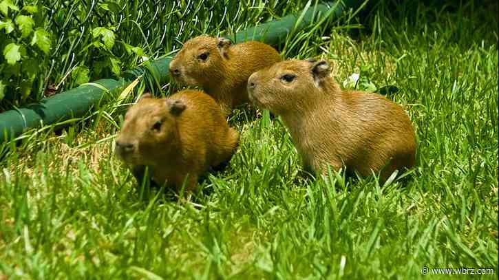 Audubon Zoo welcomes three new capybara babies
