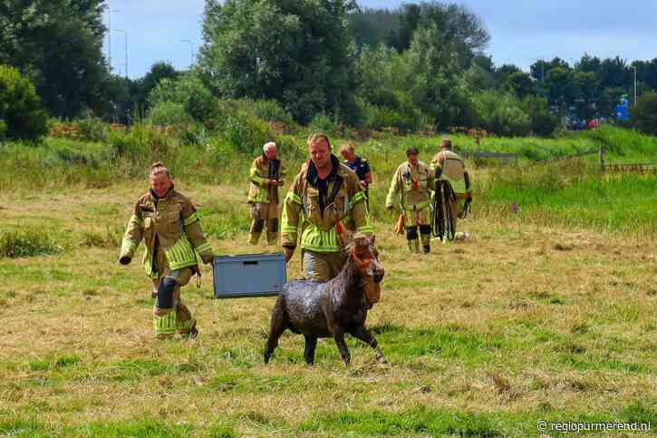 Pony gered uit moddersloot in Landsmeer: ‘Dartele sprongen van blijdschap’