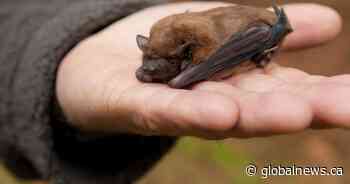 University of Saskatchewan researchers study bats to combat future pandemics